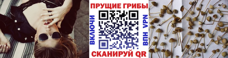 Галлюциногенные грибы Cubensis где найти наркотики мега зеркало Никольск